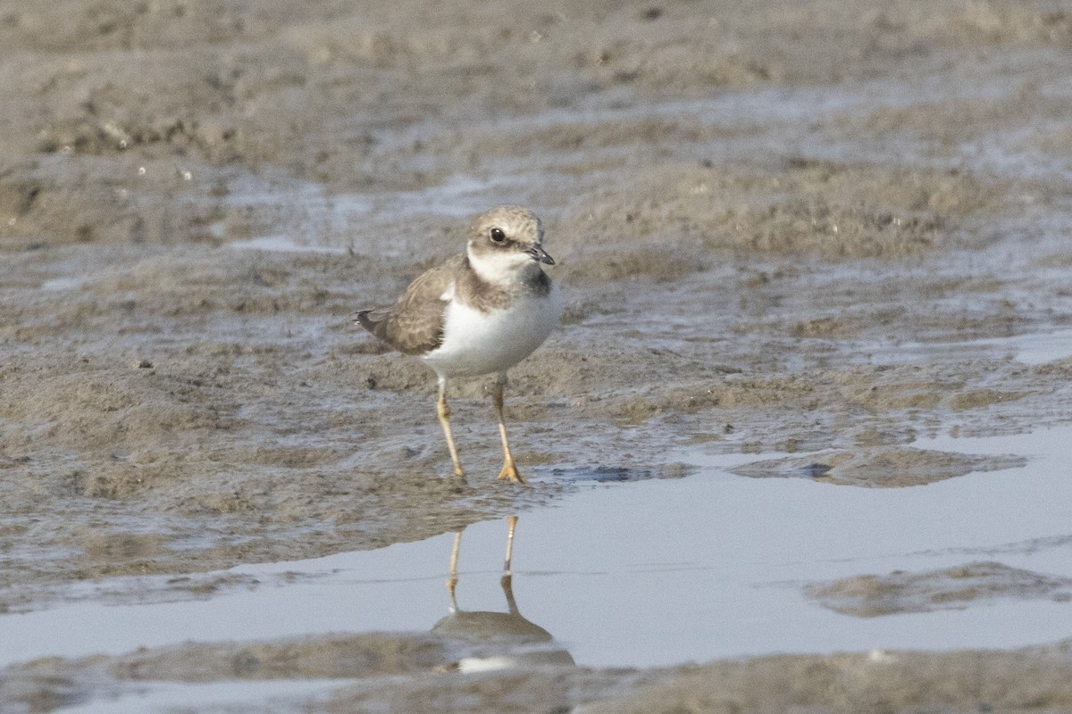 Little Ringed Plover - ML524685151