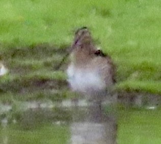 Wilson's Snipe - ML524685491