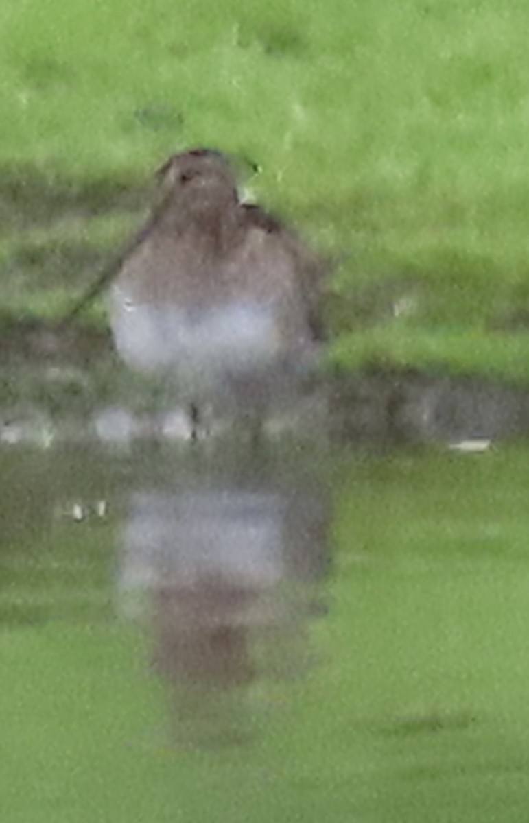 Wilson's Snipe - ML524685511