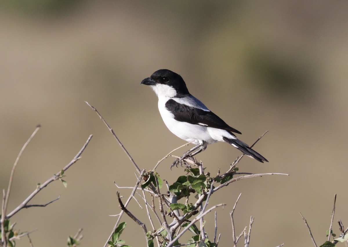 Alcaudón de Los Taita - ML524686631