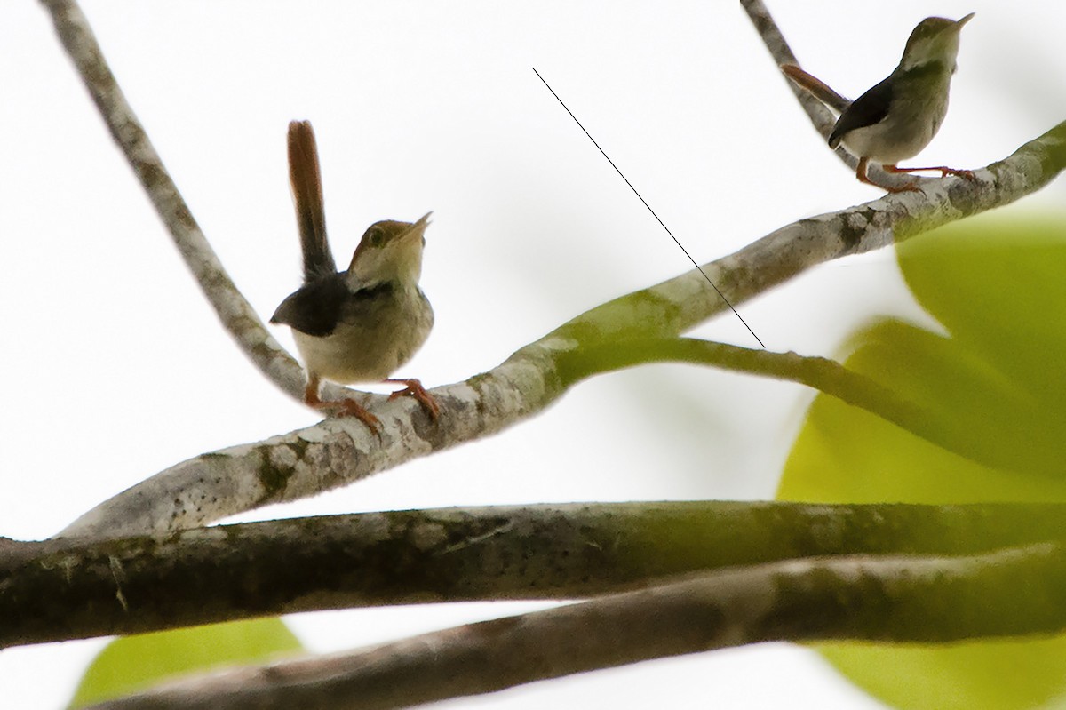 Rufous-tailed Tailorbird - Miguel Rouco