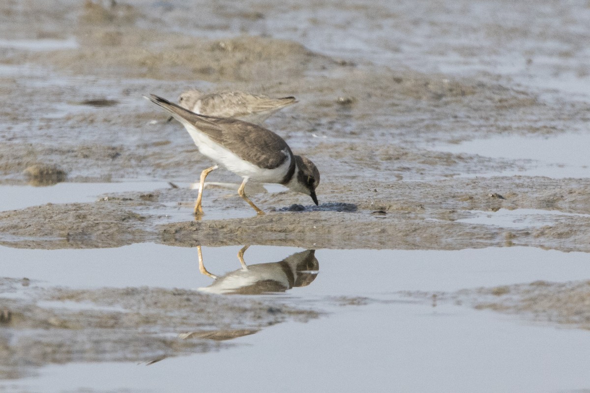 Little Ringed Plover - ML524686961