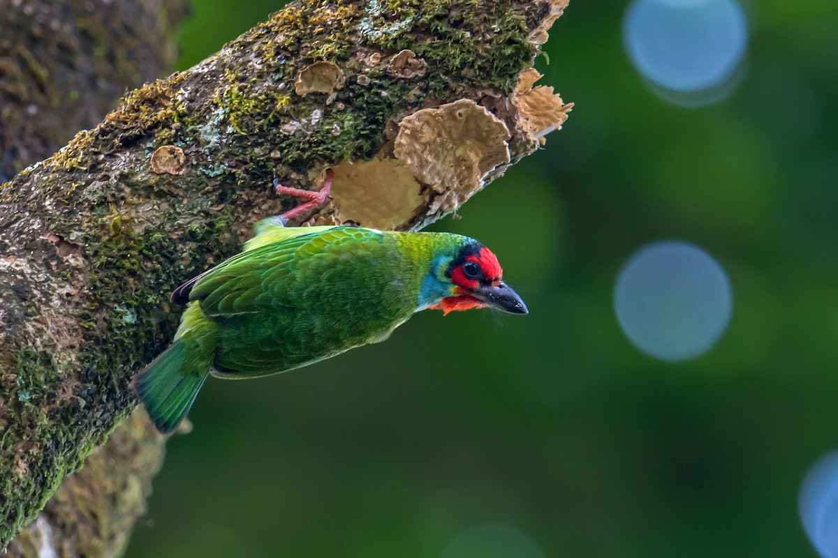 Malabar Barbet - Aseem Kothiala