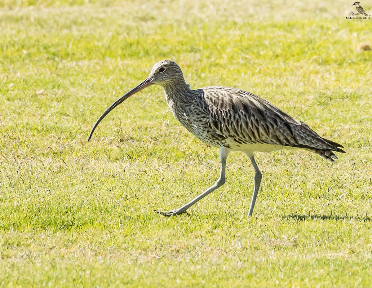 Eurasian Curlew - Georgina Cole