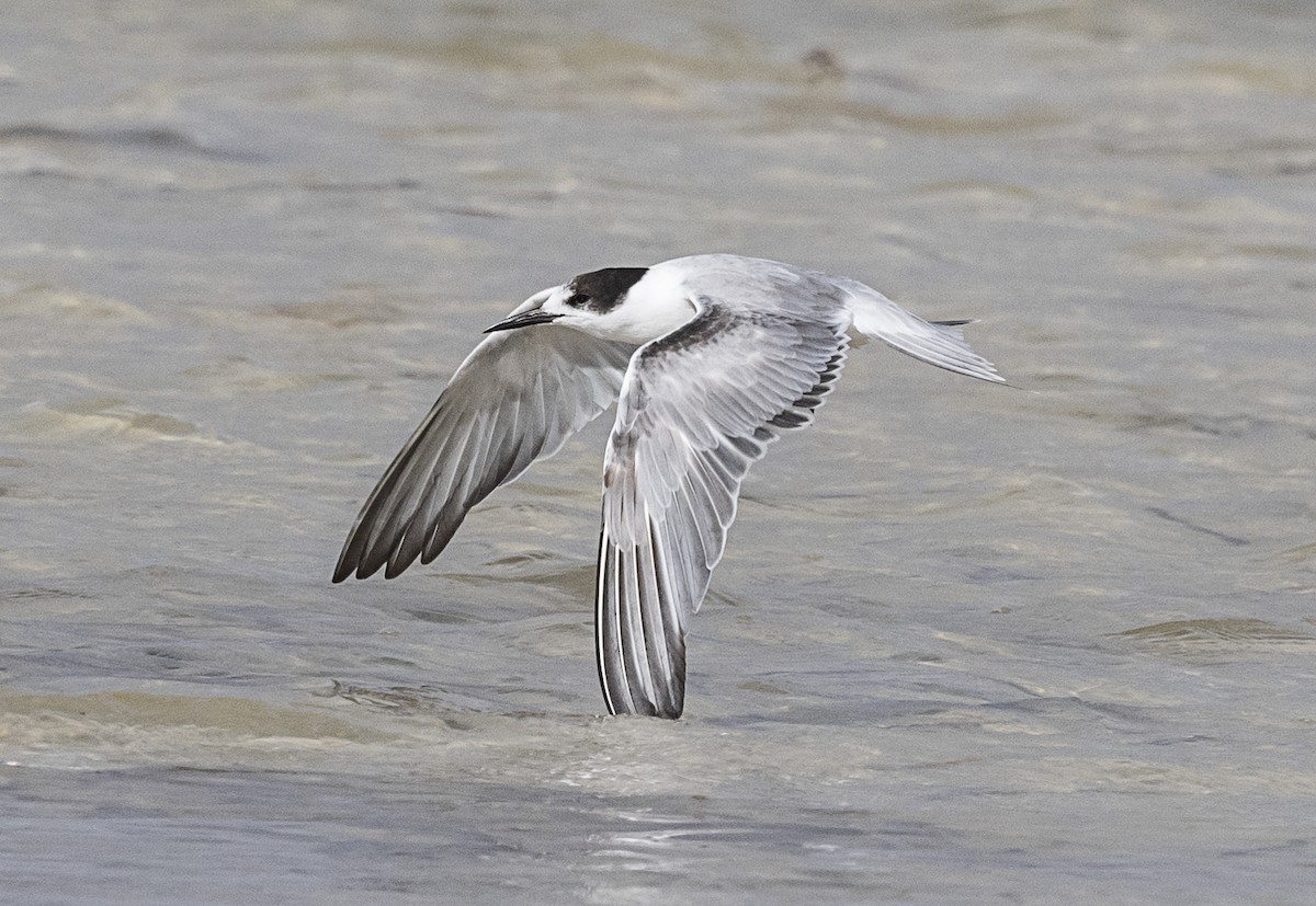 Common Tern - Deb Hopton