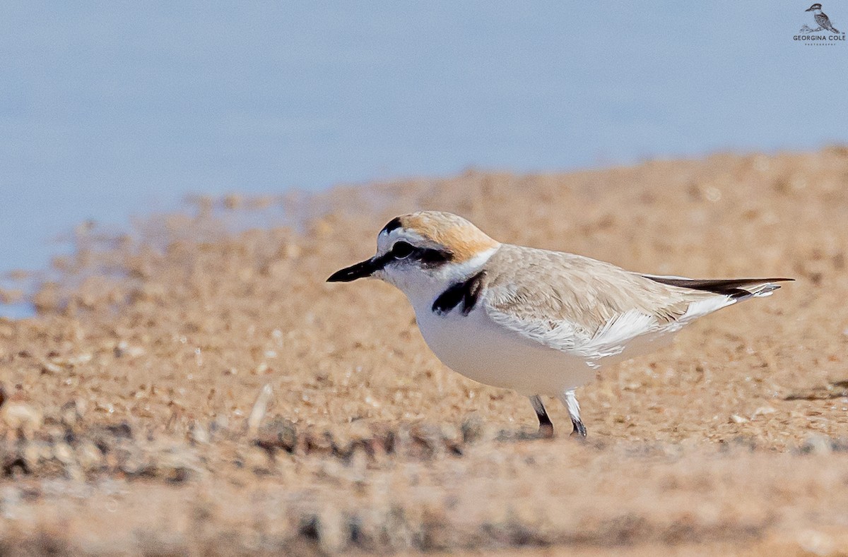 Kentish Plover - Georgina Cole