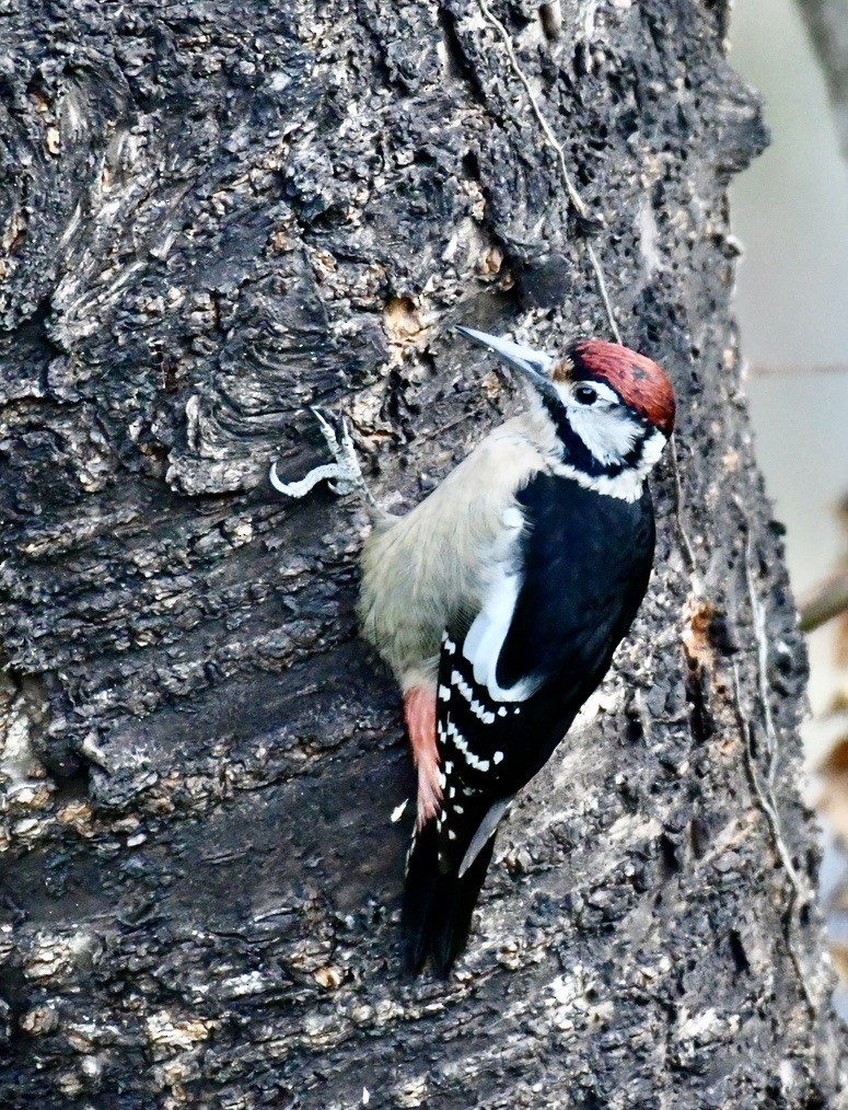 Himalayan Woodpecker - ML524689741