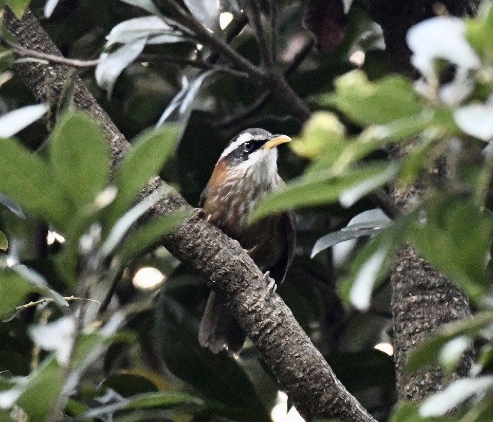 Streak-breasted/White-browed Scimitar-Babbler - ML524689921