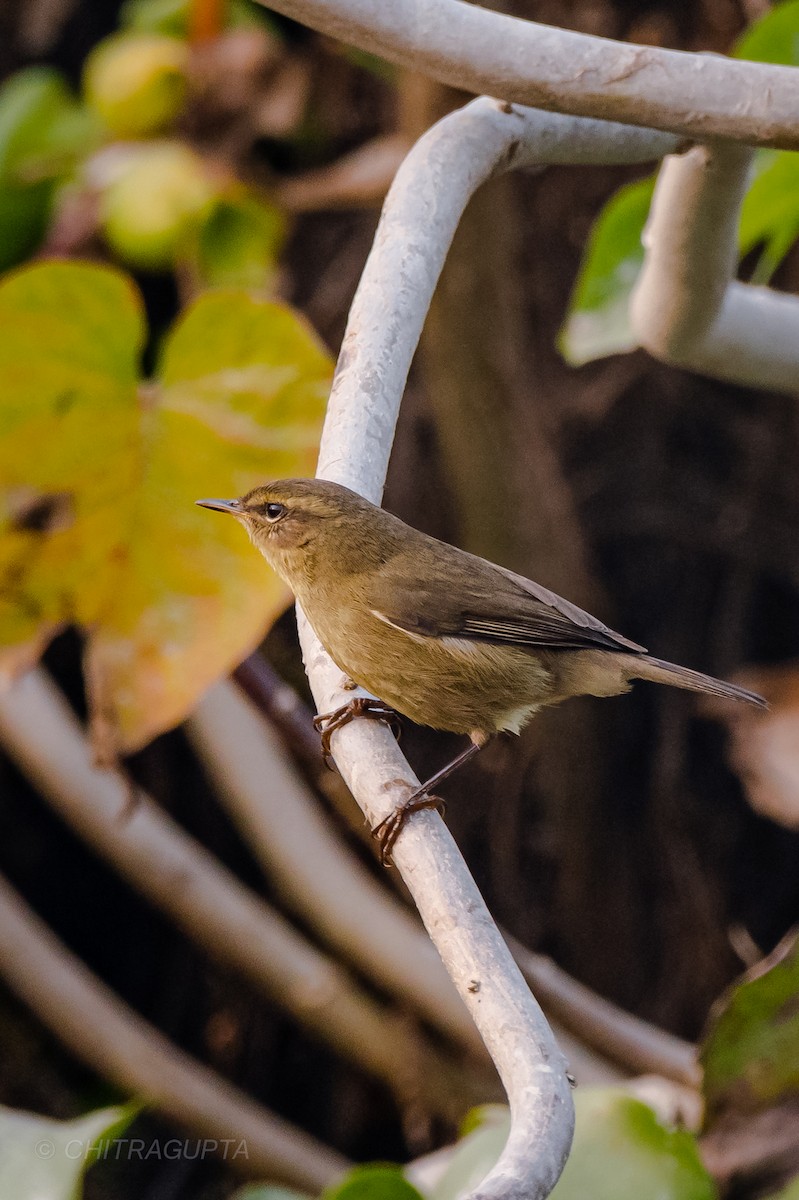 Smoky Warbler - Prakash Chitragupta