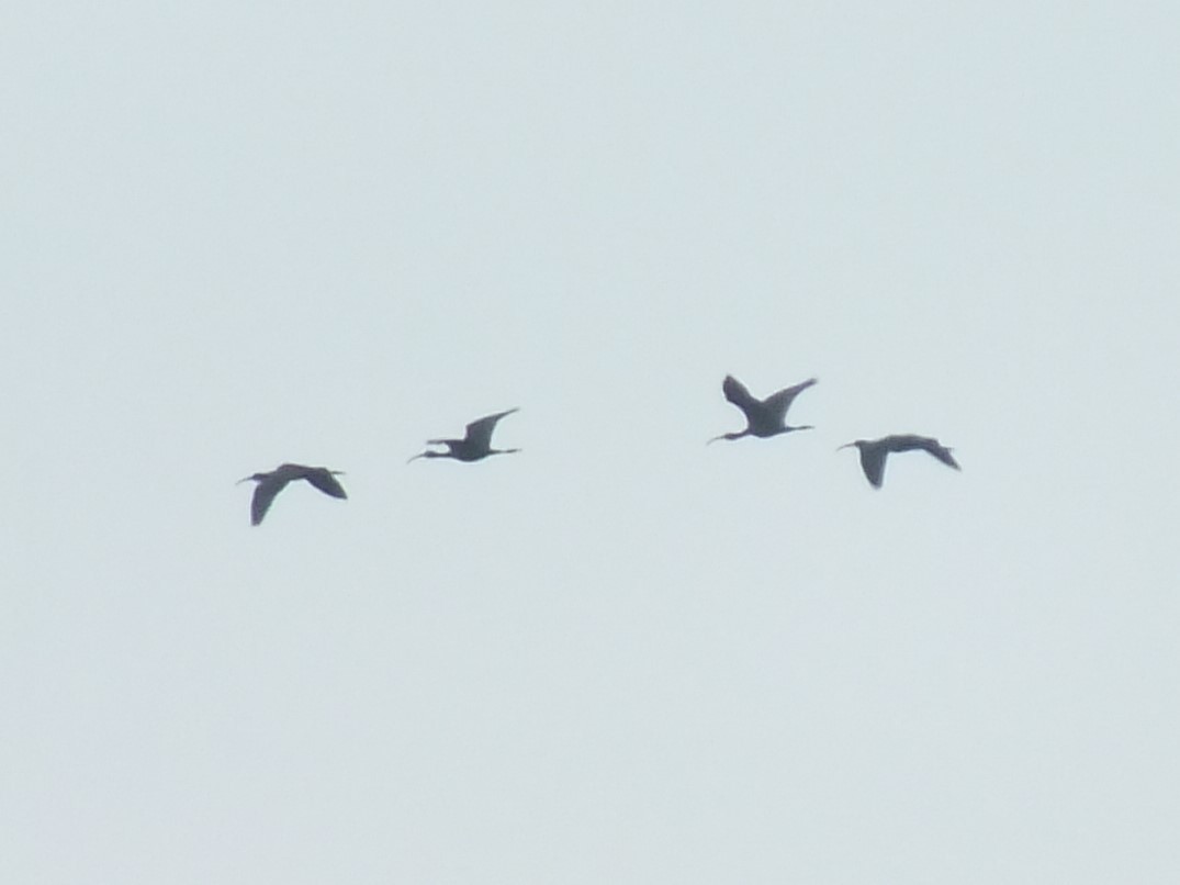 ibis hnědý - ML524691291
