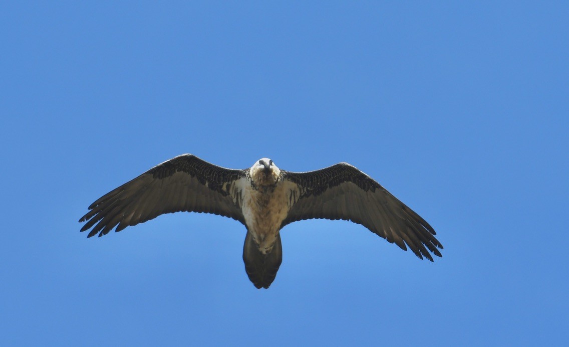 Bearded Vulture - ML524691921