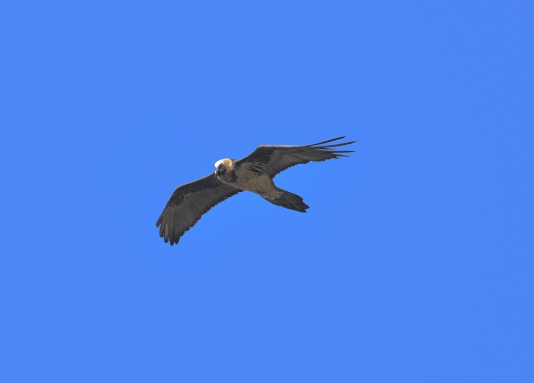 Bearded Vulture - ML524691961