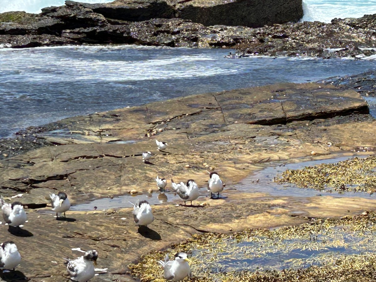 小燕鷗 - ML524693621