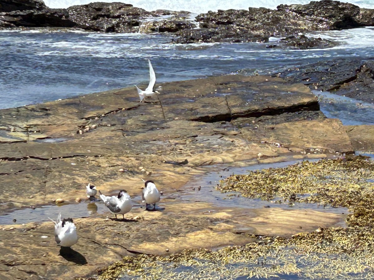 小燕鷗 - ML524693631