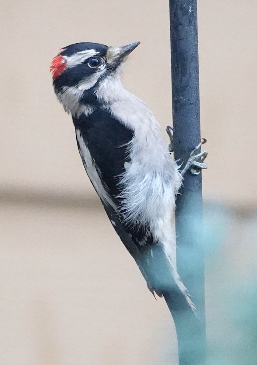 Downy Woodpecker - ML524693981
