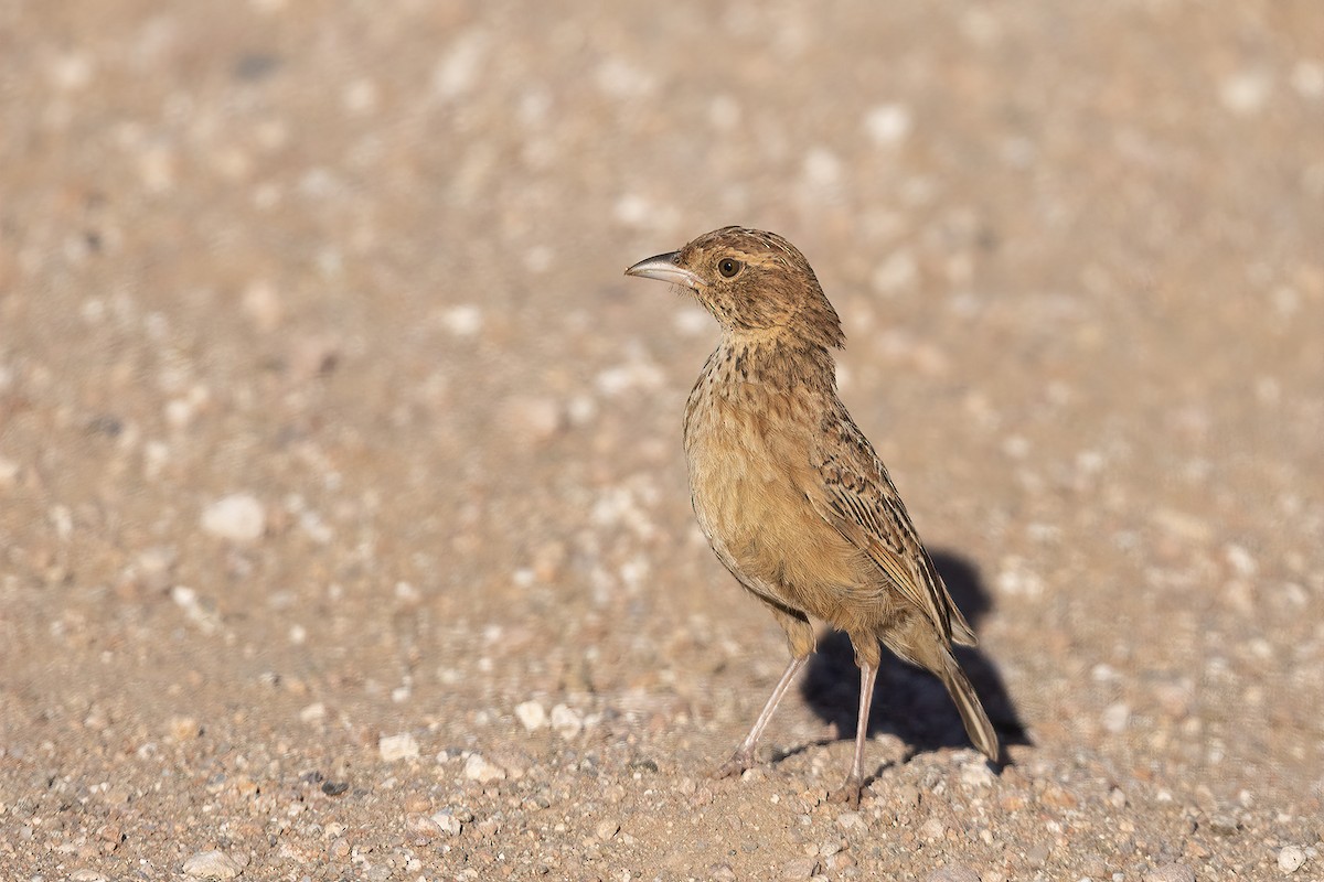 Eastern Clapper Lark - ML524694831