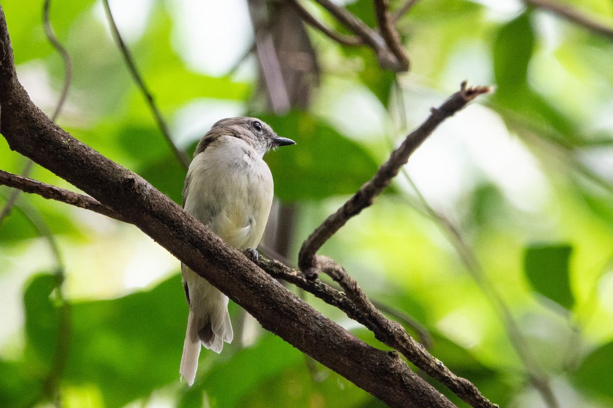 Gray Whistler - ML524695731