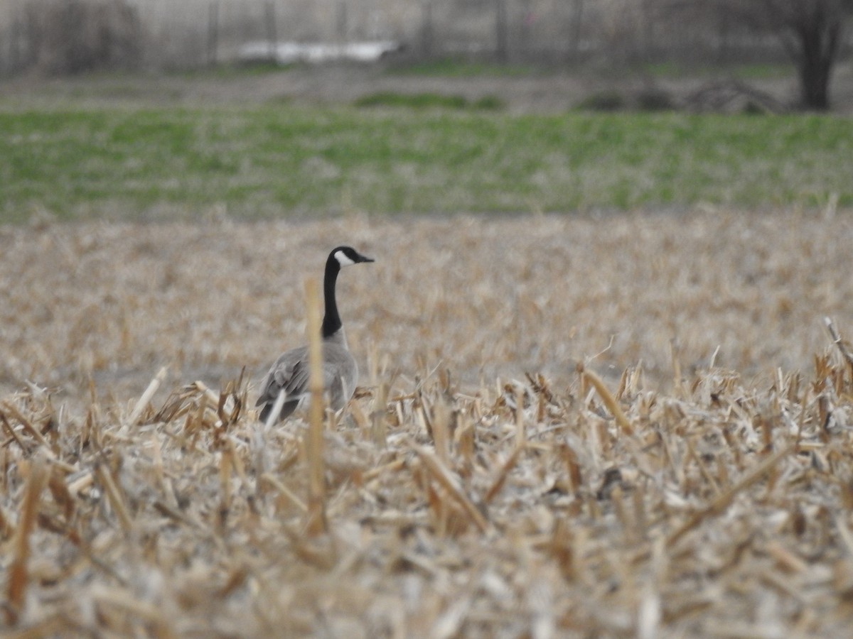 Canada Goose - ML52469661