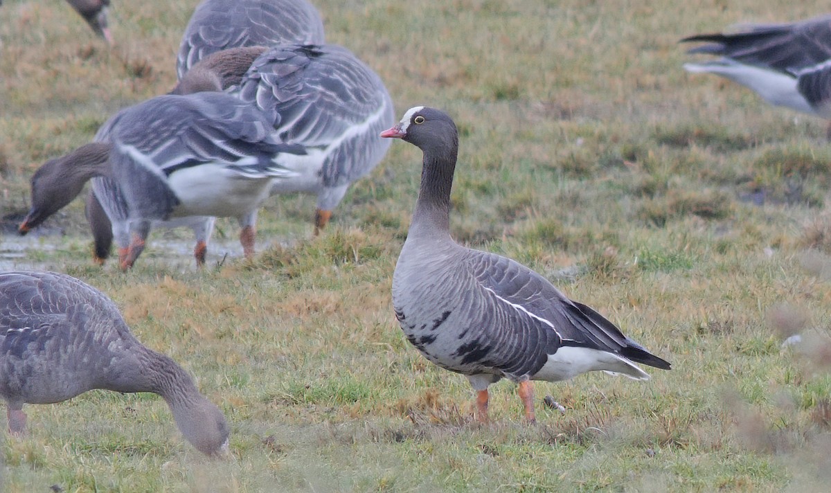 Lesser White-fronted Goose - ML524696681