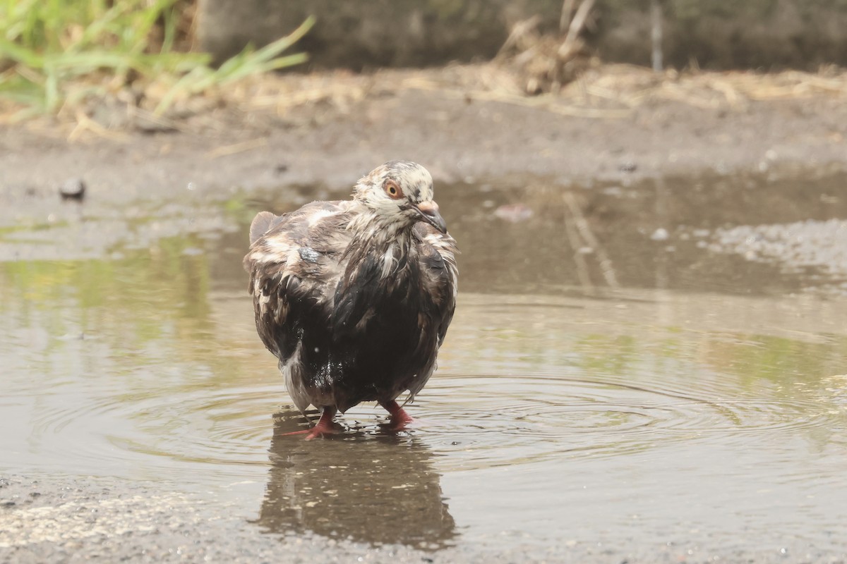 Rock Pigeon (Feral Pigeon) - ML524698131