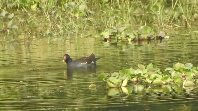 Eurasian Moorhen - ML524698581