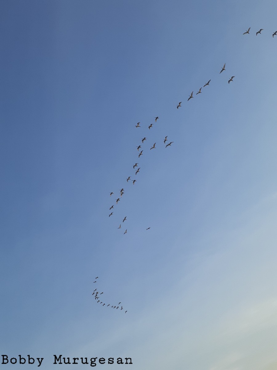 Black-headed Ibis - ML524700131