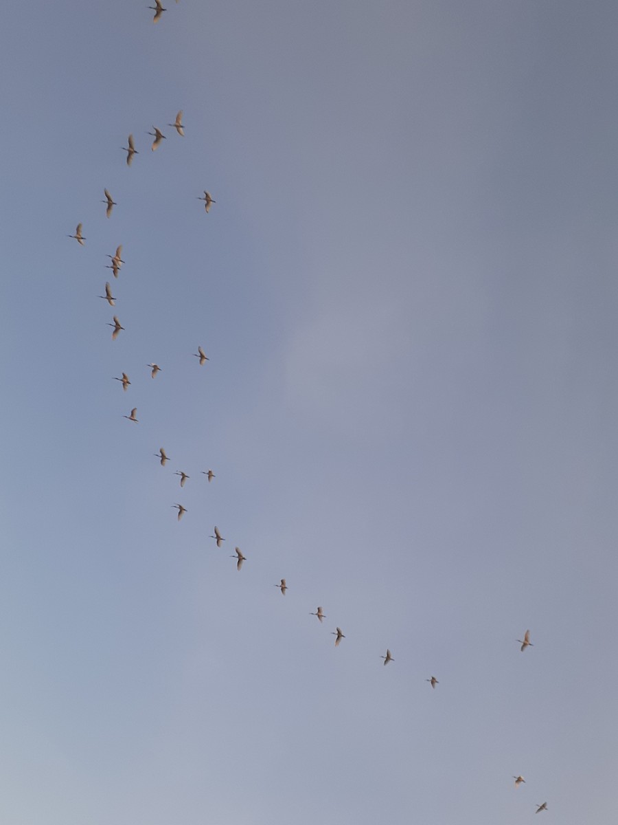 ibis černohlavý - ML524700141
