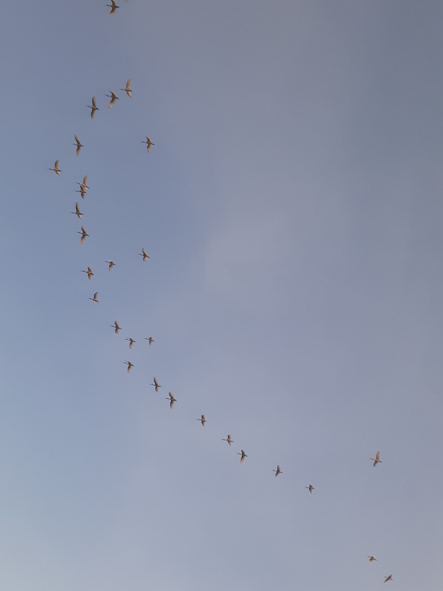 Black-headed Ibis - ML524700141