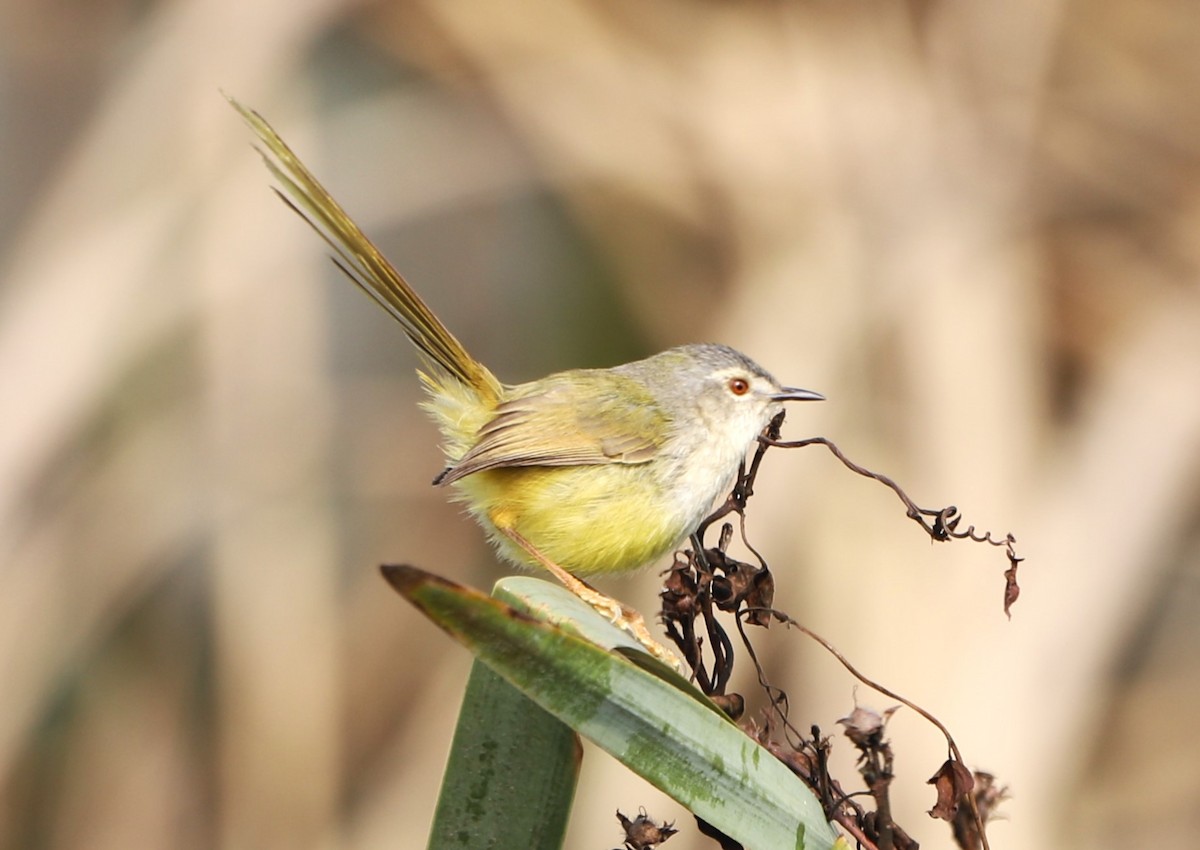 Prinia à ventre jaune - ML524700721