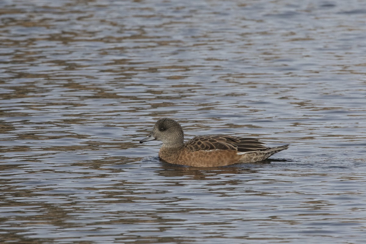 American Wigeon - Nazes Afroz