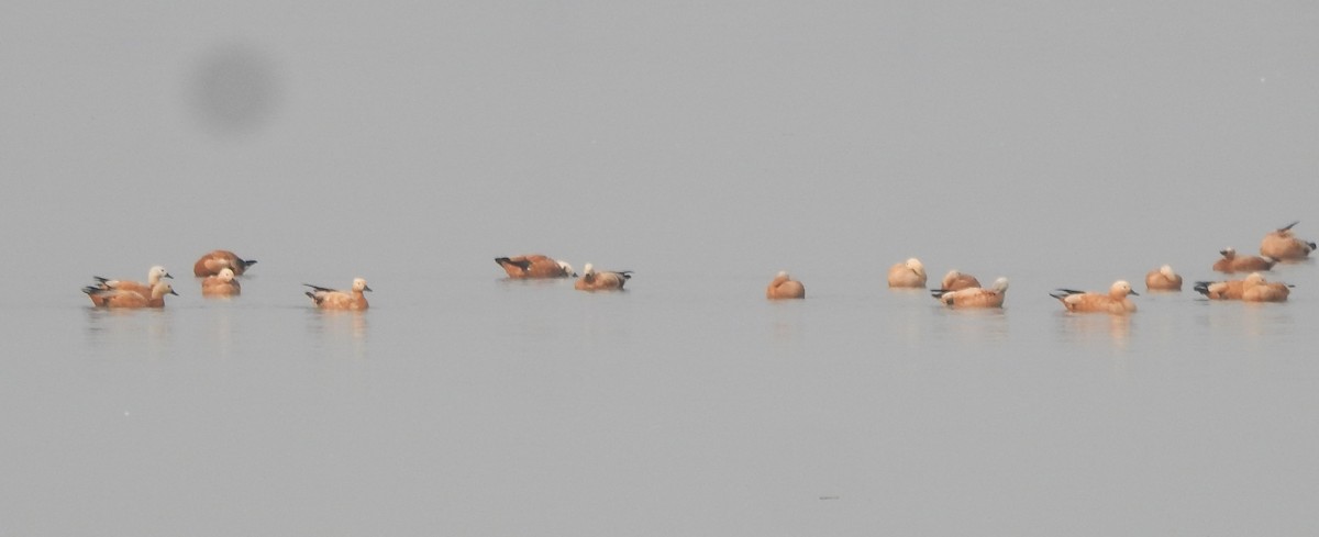 Ruddy Shelduck - ML524702341