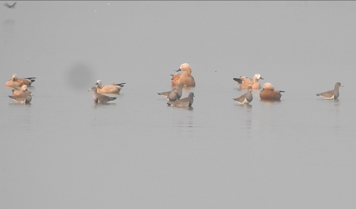 Gray-headed Lapwing - ML524702371