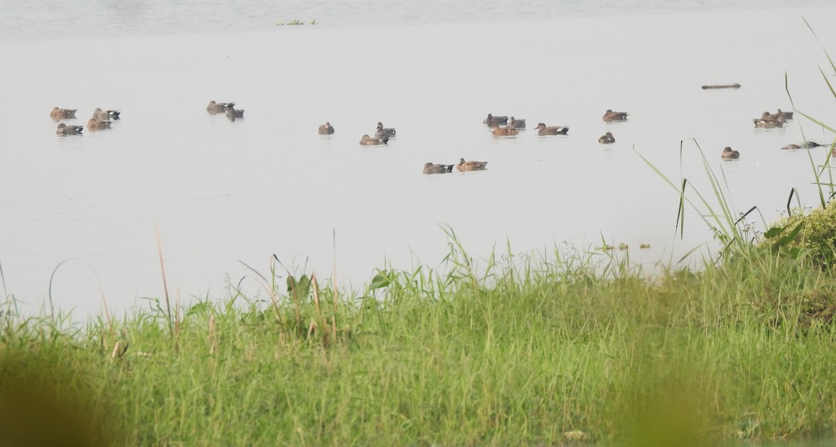 Gadwall - ML524702391