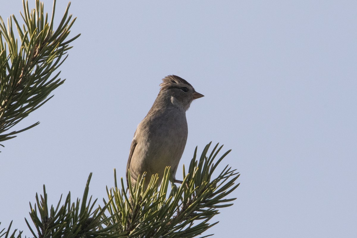 White-crowned Sparrow - ML524702721