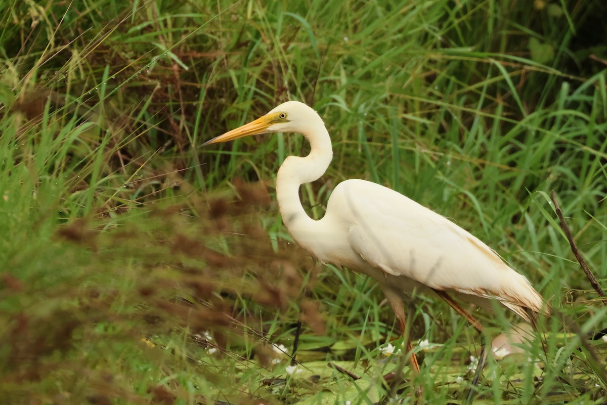 Great Egret - ML524703021