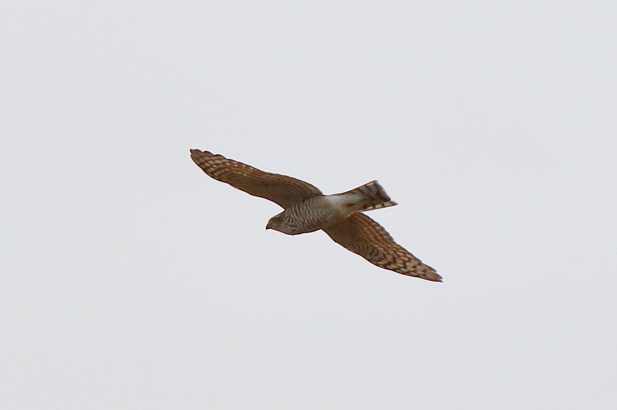 Eurasian Sparrowhawk - Sergey Simonov