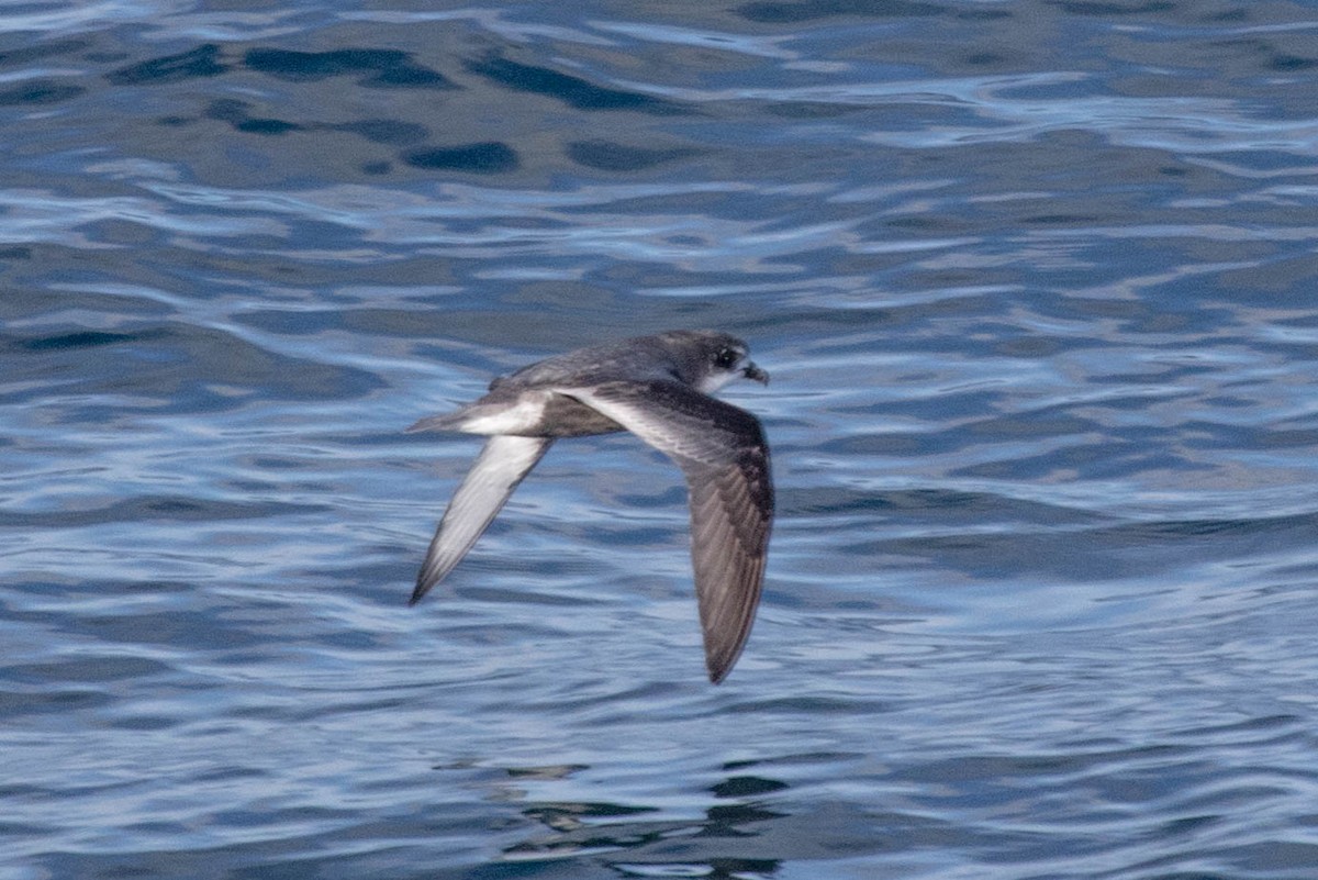 Mottled Petrel - ML524704331