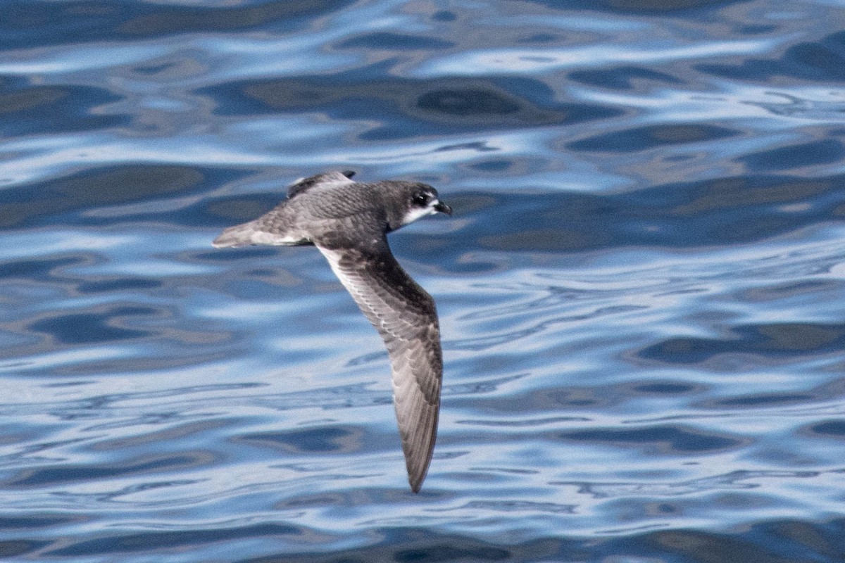 Mottled Petrel - Michael Hooper