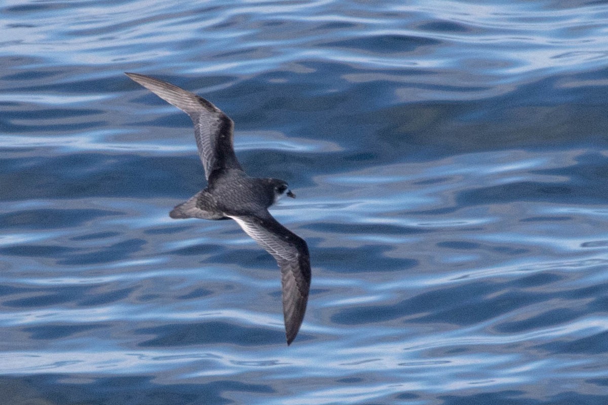 Mottled Petrel - Michael Hooper