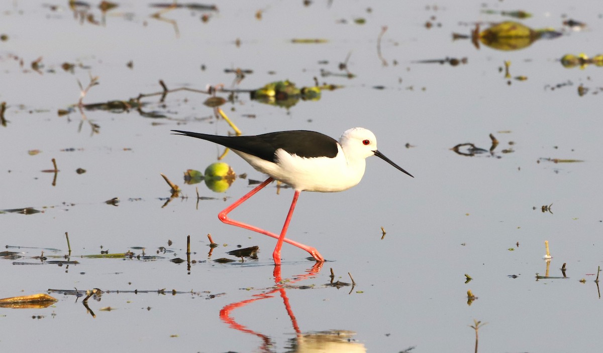 Black-winged Stilt - ML524705131