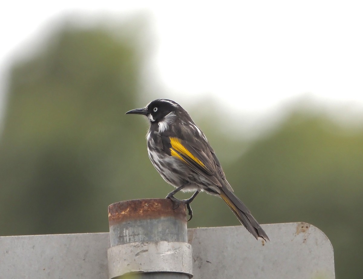 New Holland Honeyeater - ML524705281
