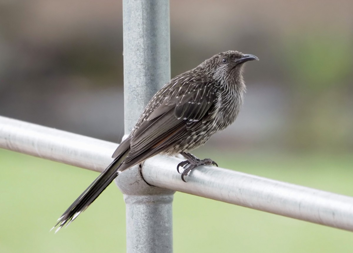 Little Wattlebird - ML524705301