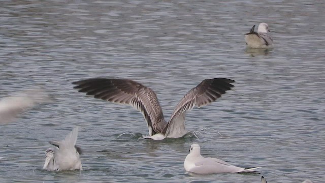 Common Gull (Russian) - ML524705411