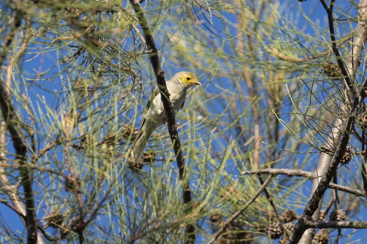 White-plumed Honeyeater - ML524705431