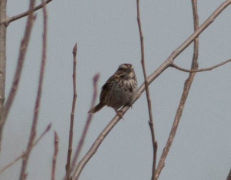 Song Sparrow - ML52470551