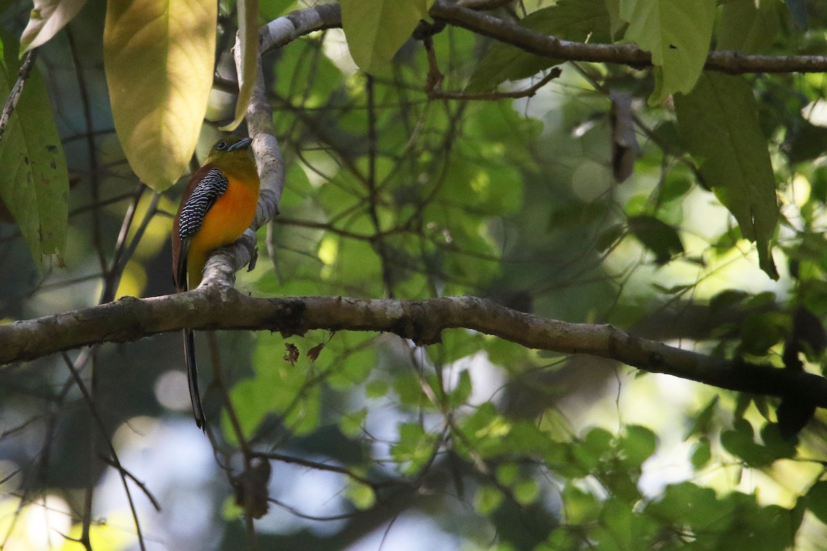 trogon oranžovoprsý - ML524705681