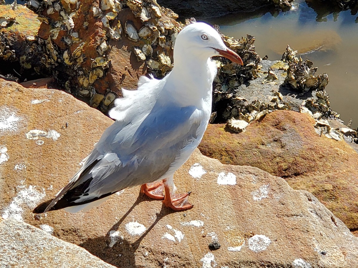 Silver Gull - ML524706021