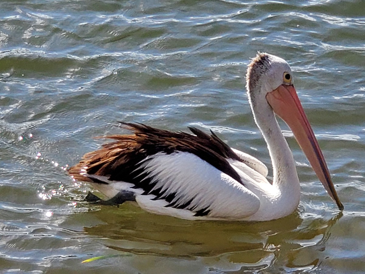 Australian Pelican - ML524706121