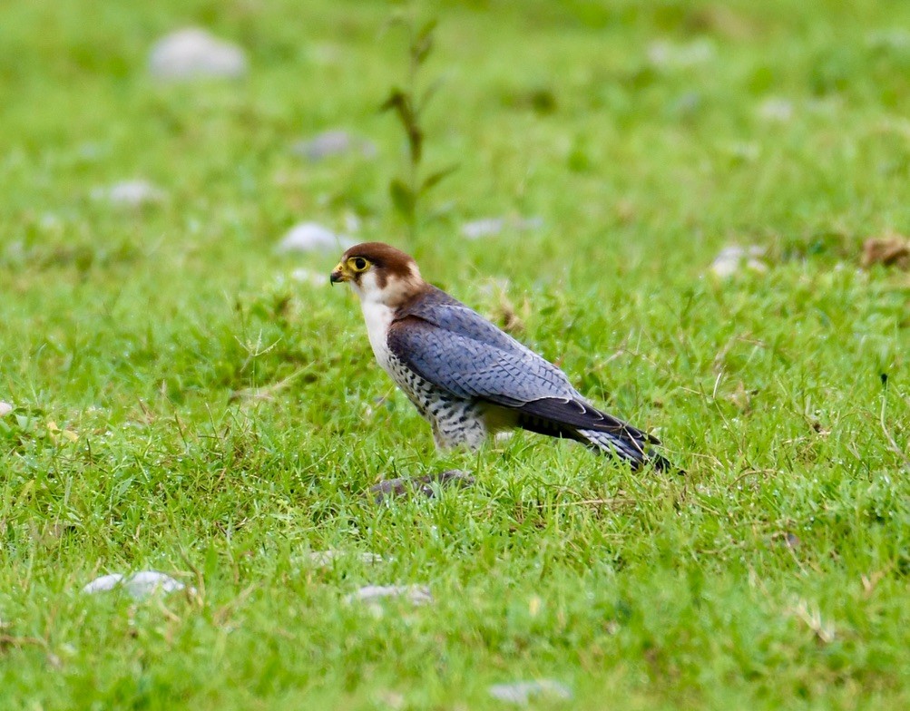 Red-necked Falcon - ML524706141