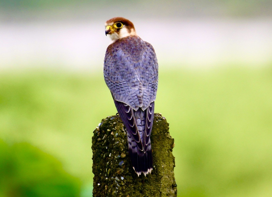 Red-necked Falcon - ML524706161